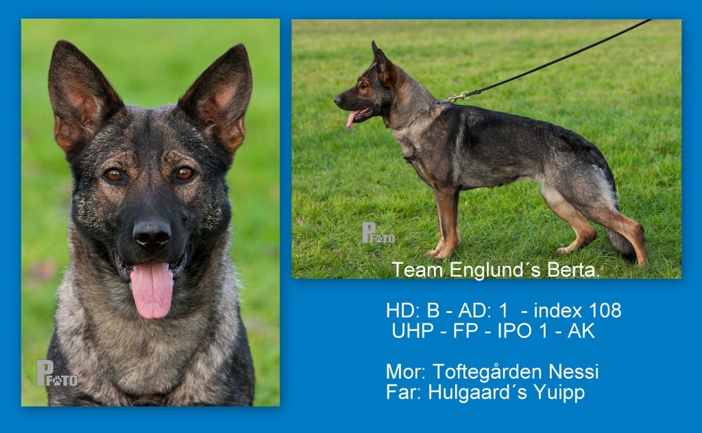 Team Englund´s Berta