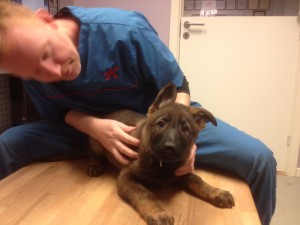 Team Englund´s Ezzi.. Ronja hos Hembo